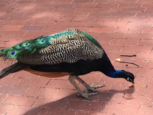 Closeup with a peacock.